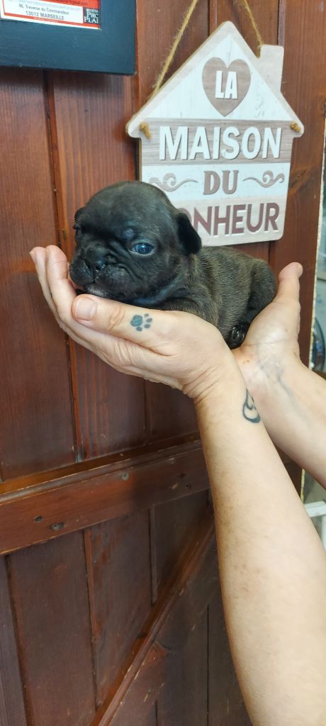 De La Riviere De Sunny - Chiot disponible  - Bouledogue français