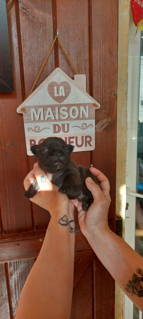 De La Riviere De Sunny - Chiot disponible  - Bouledogue français