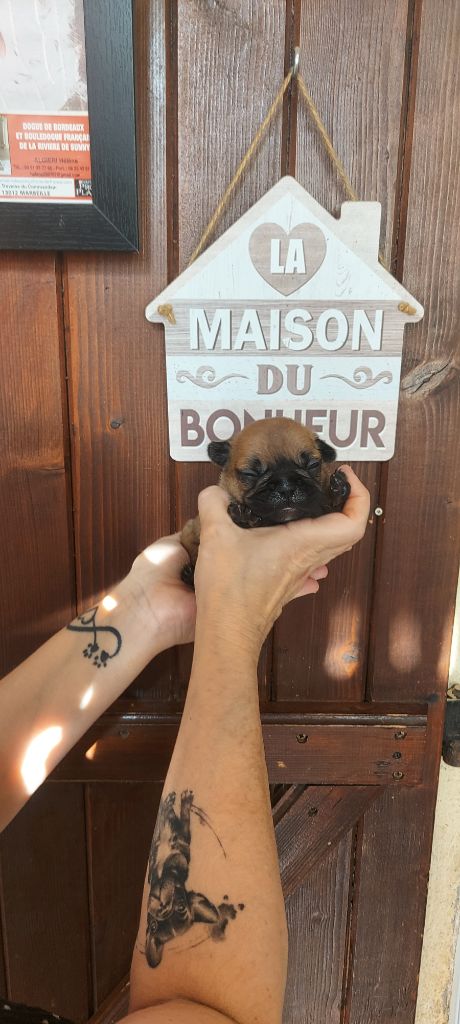 De La Riviere De Sunny - Chiot disponible  - Bouledogue français