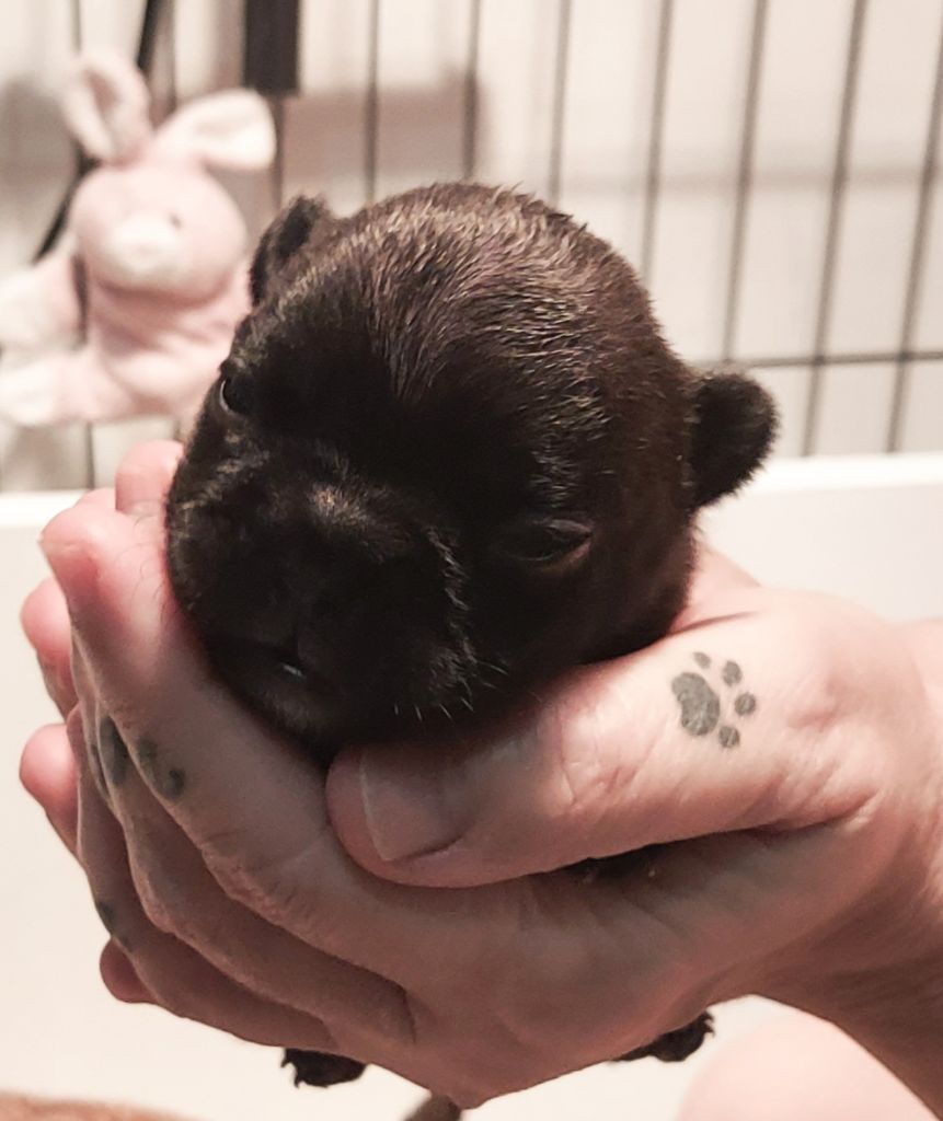 chiot Bouledogue français De La Riviere De Sunny