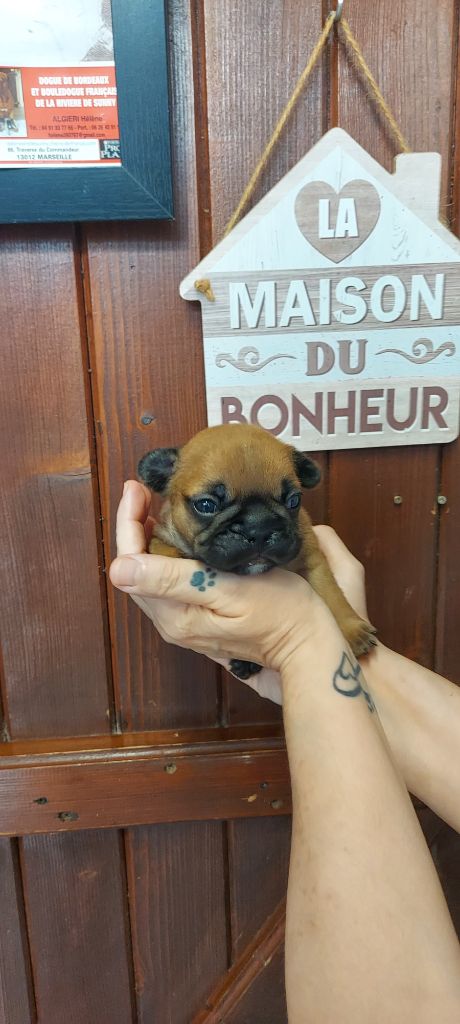 De La Riviere De Sunny - Chiot disponible  - Bouledogue français