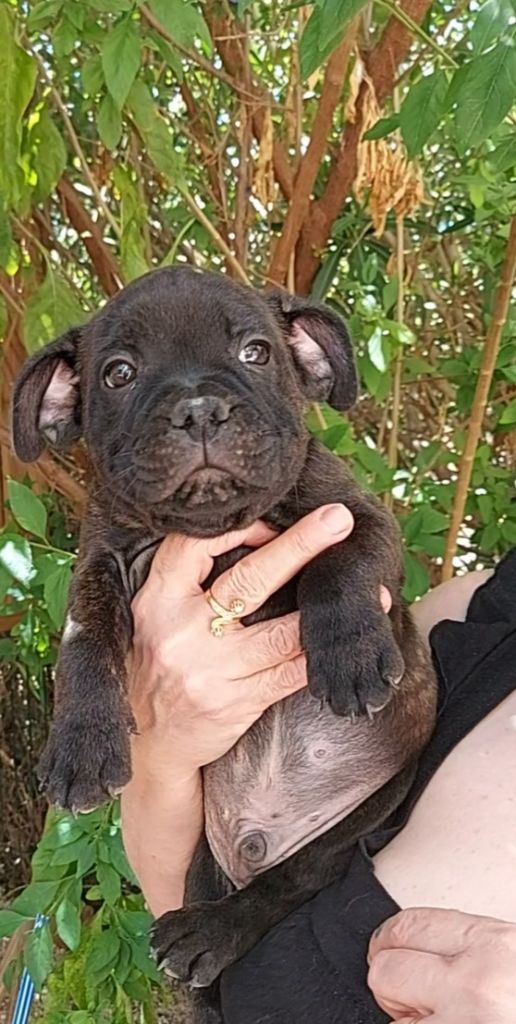 De La Riviere De Sunny - Chiot disponible  - Staffordshire Bull Terrier