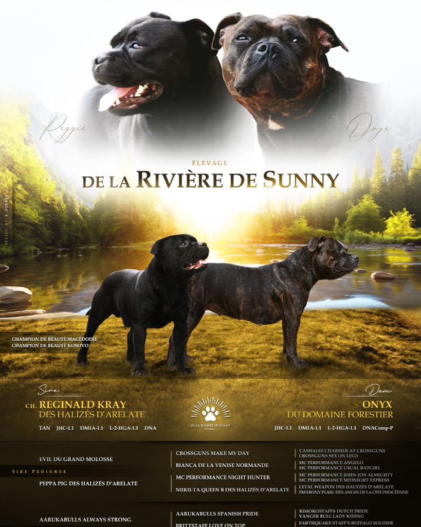 chiot Staffordshire Bull Terrier De La Riviere De Sunny