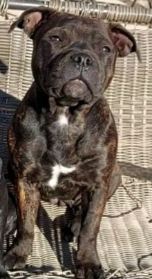 S onyx du domaine forestier