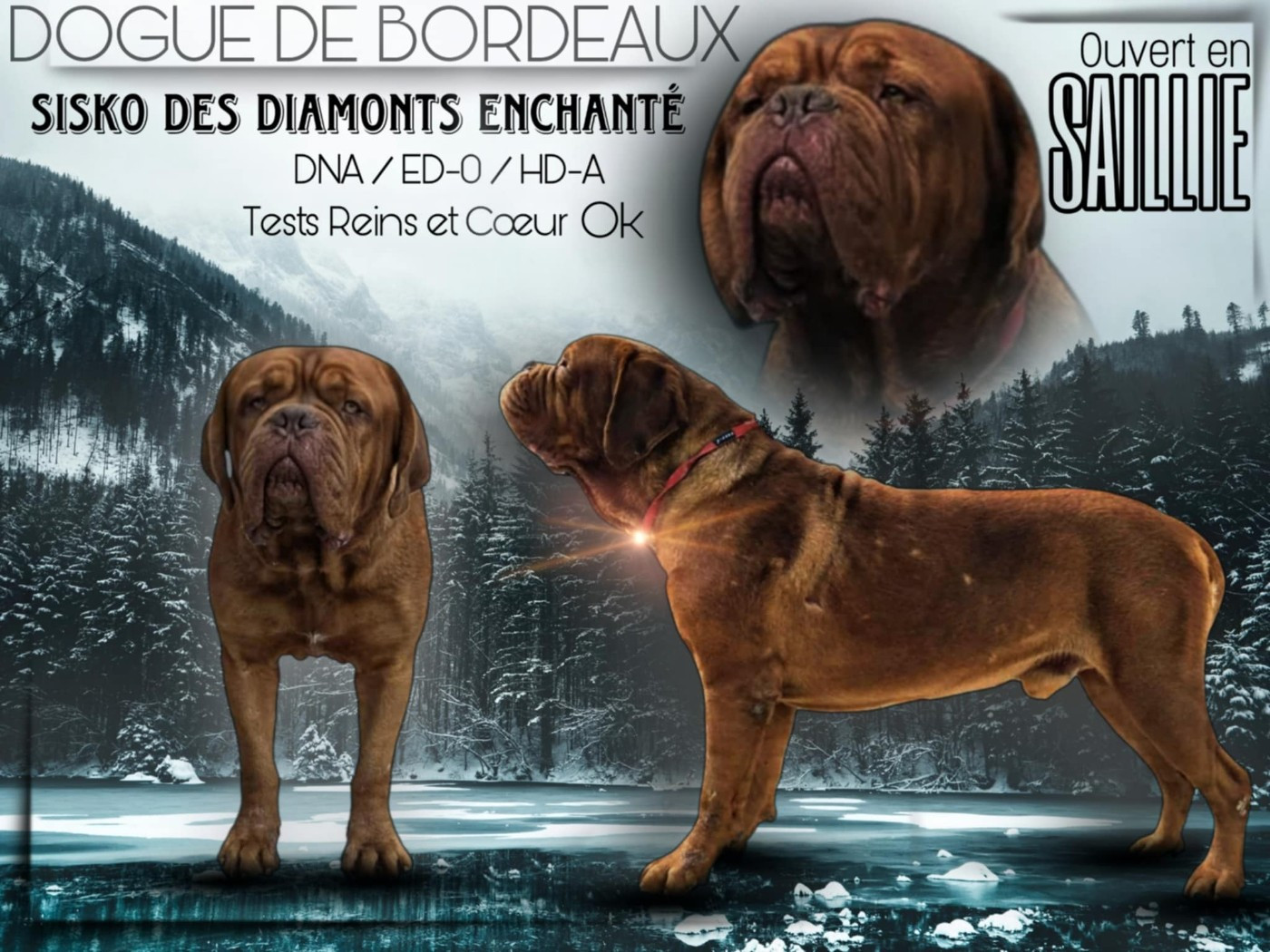 Sisko des diamants enchantés Titre Initial