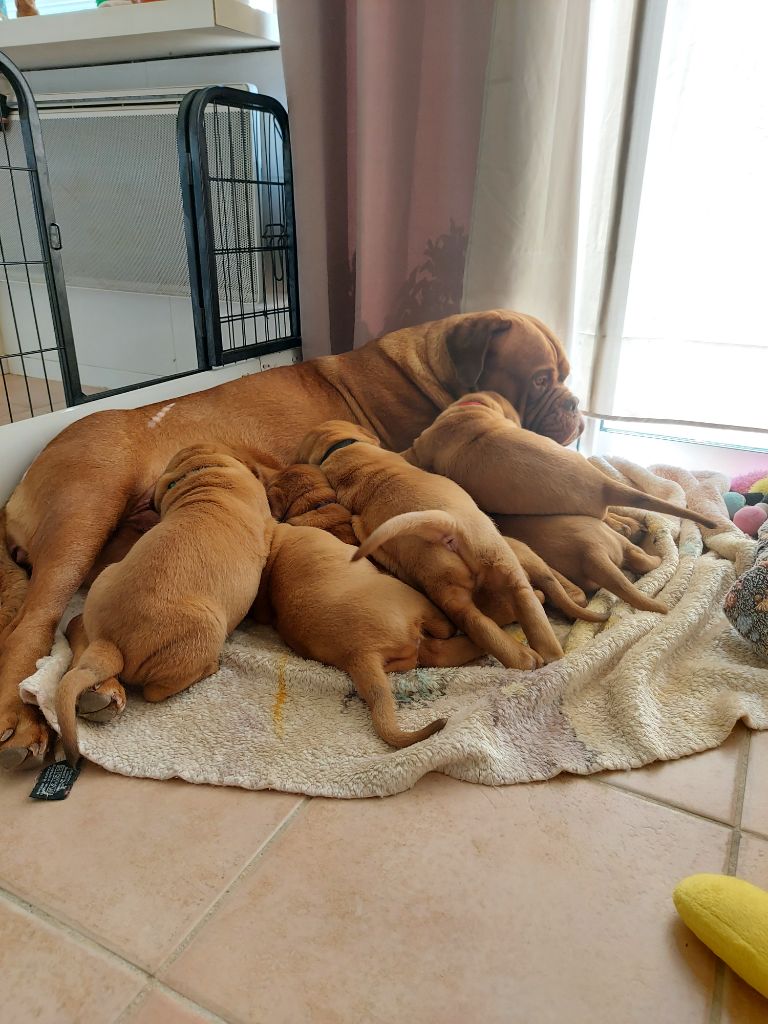 De La Riviere De Sunny - Chiots disponibles - Dogue de Bordeaux