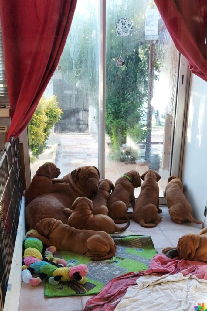 Chiot Dogue de Bordeaux De La Riviere De Sunny
