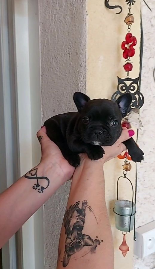 De La Riviere De Sunny - Chiots disponibles - Bouledogue français