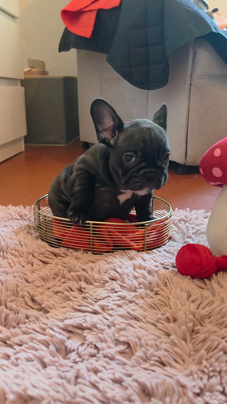 De La Riviere De Sunny - Chiots disponibles - Bouledogue français