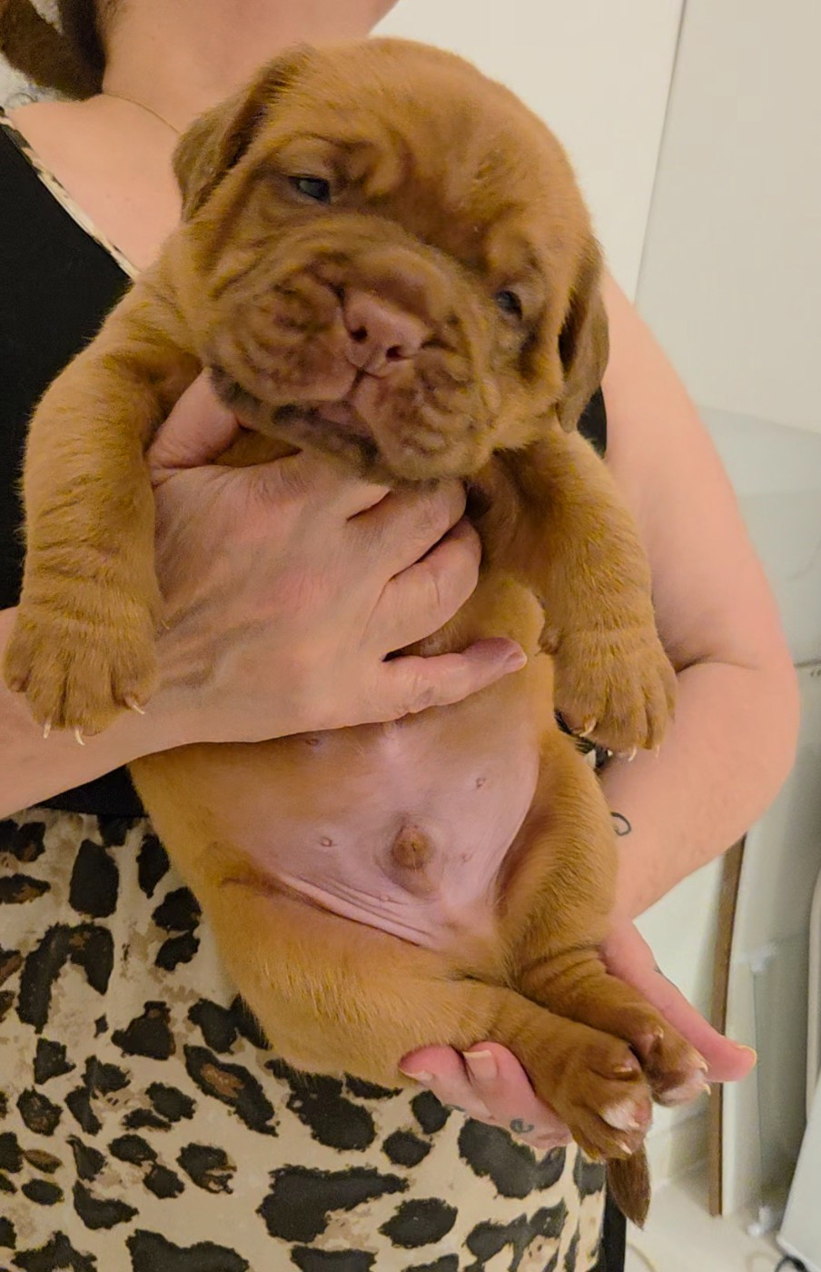 De La Riviere De Sunny - Chiots disponibles - Dogue de Bordeaux