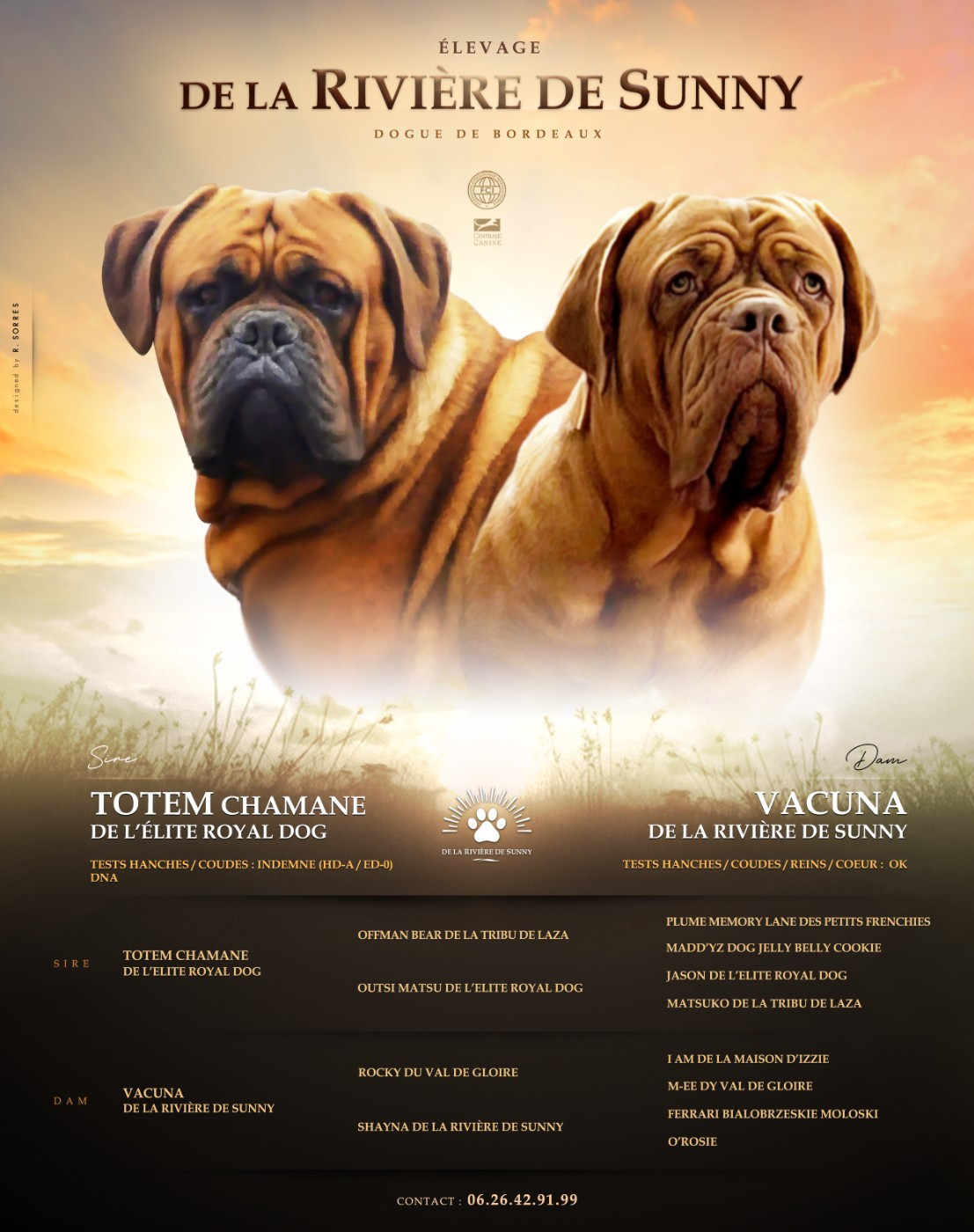 Chiot Dogue de Bordeaux De La Riviere De Sunny