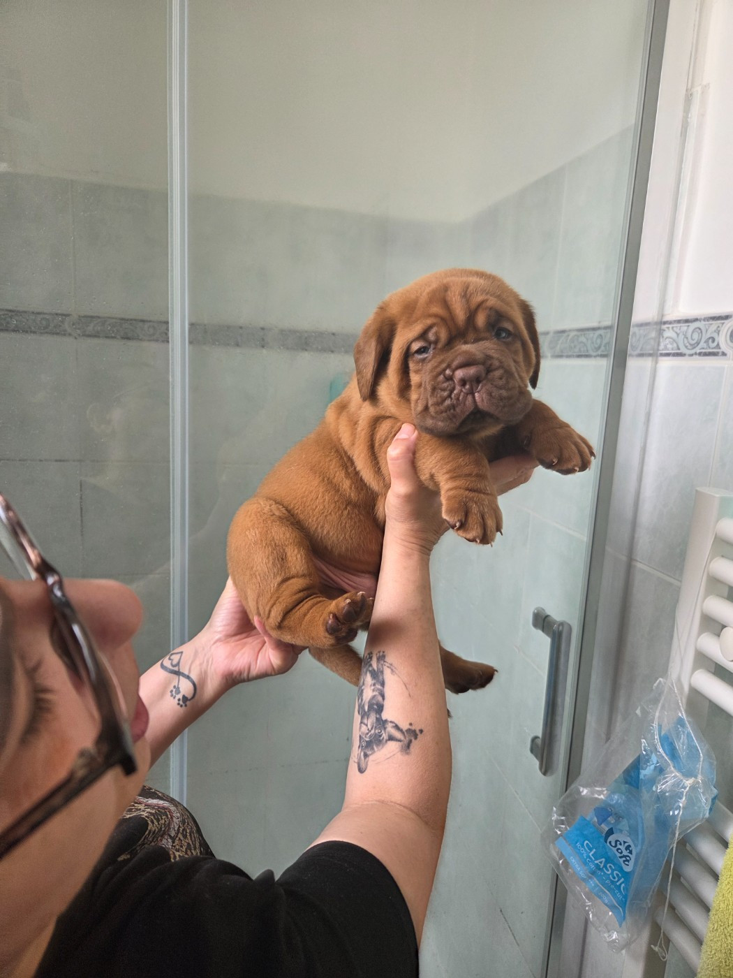 De La Riviere De Sunny - Chiots disponibles - Dogue de Bordeaux