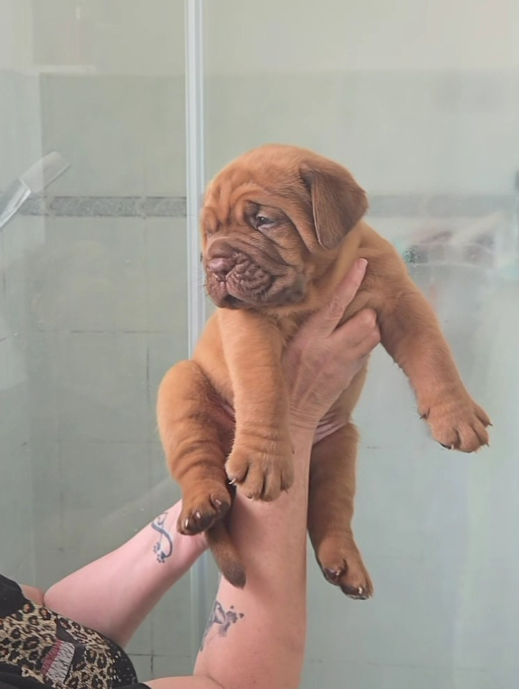 De La Riviere De Sunny - Chiots disponibles - Dogue de Bordeaux