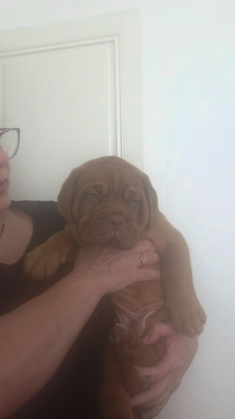 Chiot Dogue de Bordeaux De La Riviere De Sunny