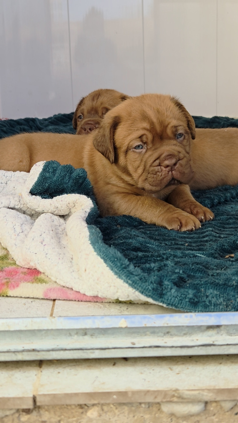 De La Riviere De Sunny - Chiots disponibles - Dogue de Bordeaux