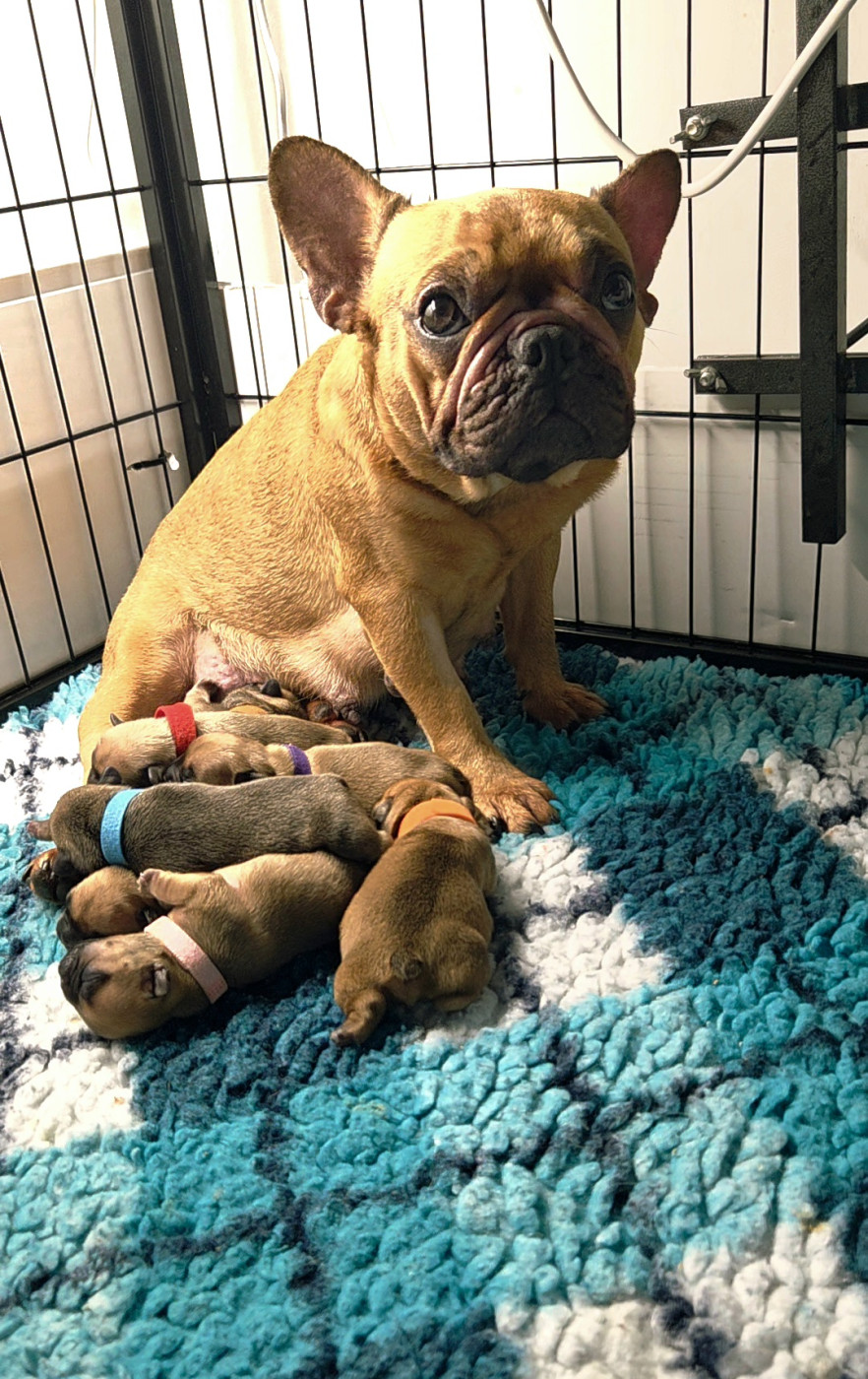 Chiot Bouledogue français De La Riviere De Sunny