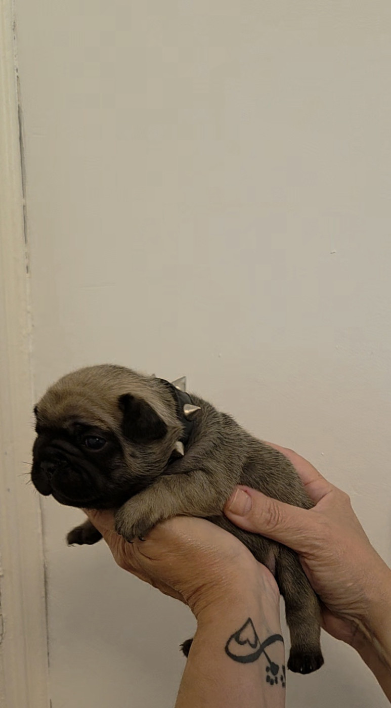 De La Riviere De Sunny - Chiots disponibles - Bouledogue français