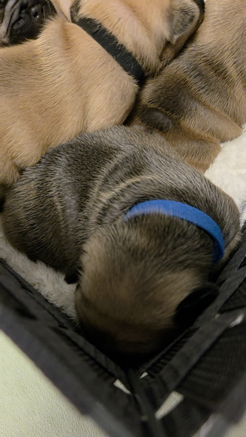 De La Riviere De Sunny - Chiots disponibles - Bouledogue français