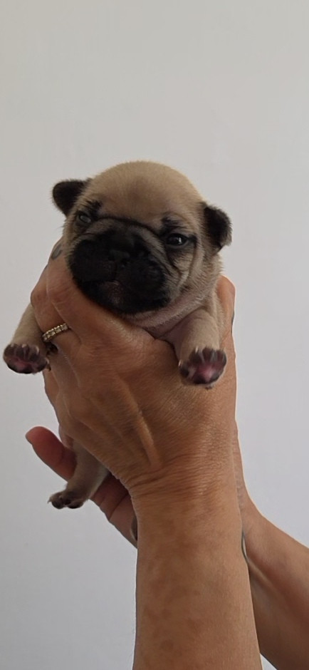 De La Riviere De Sunny - Chiots disponibles - Bouledogue français
