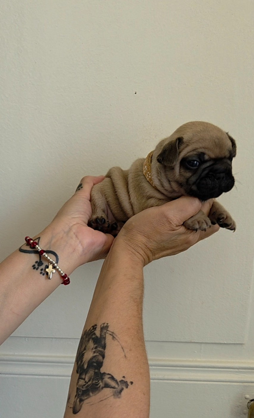 De La Riviere De Sunny - Chiots disponibles - Bouledogue français