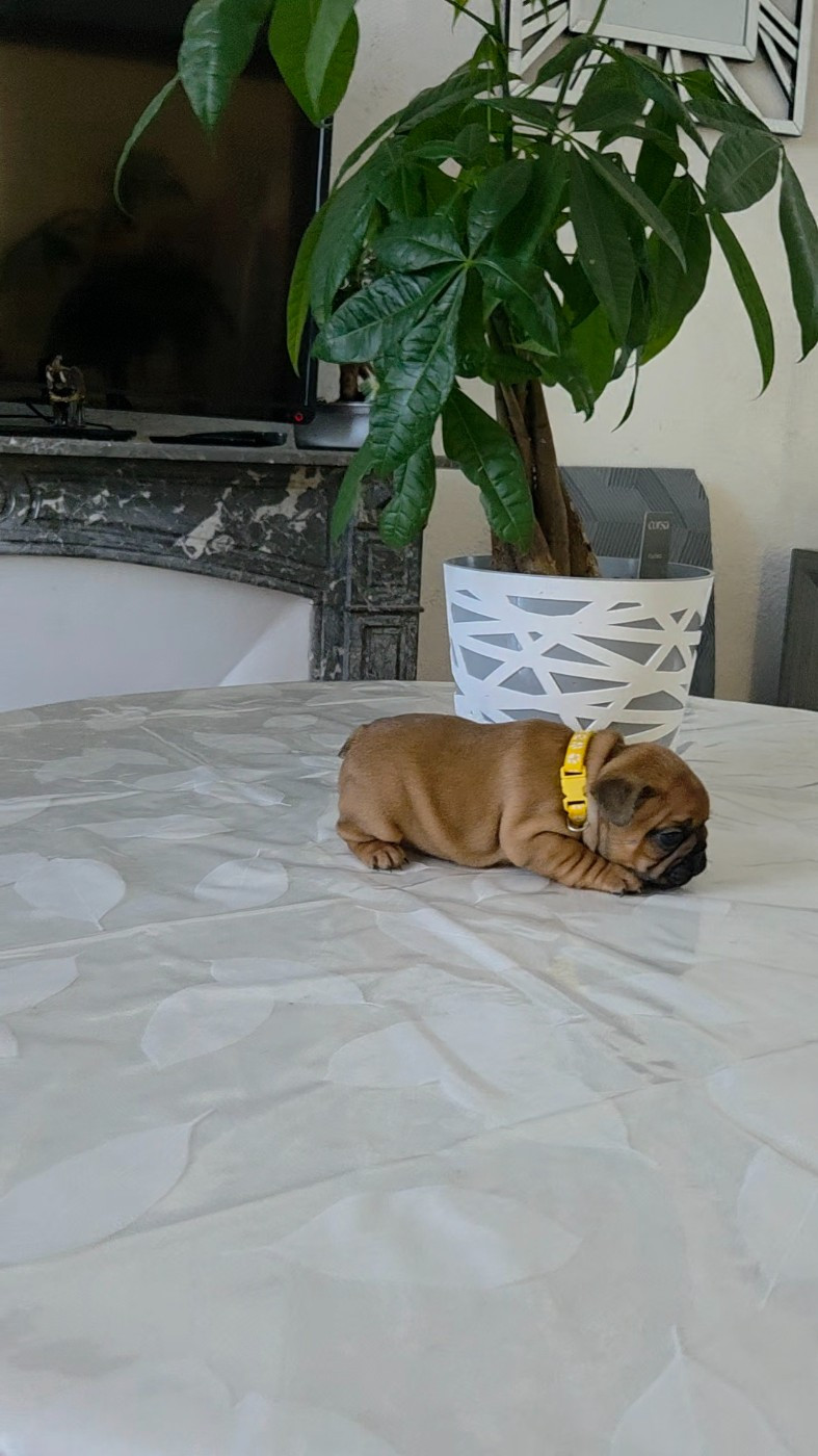 De La Riviere De Sunny - Chiots disponibles - Bouledogue français