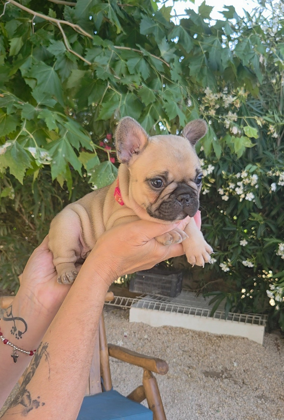De La Riviere De Sunny - Chiots disponibles - Bouledogue français
