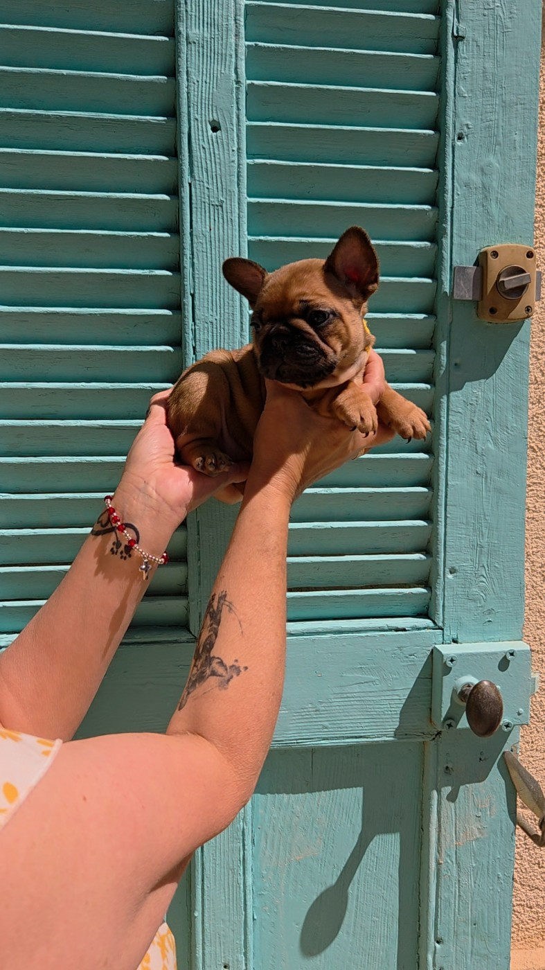 De La Riviere De Sunny - Chiots disponibles - Bouledogue français
