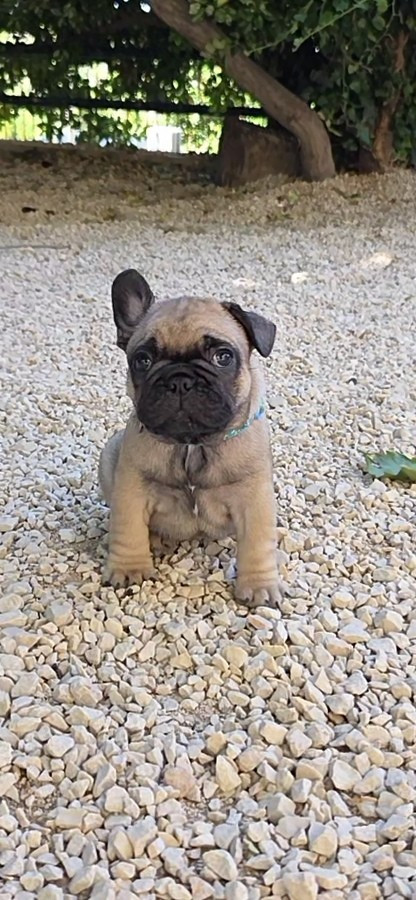 De La Riviere De Sunny - Chiots disponibles - Bouledogue français