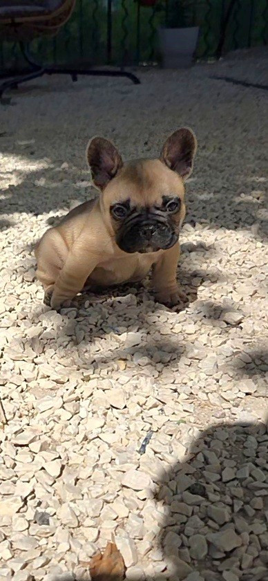 De La Riviere De Sunny - Chiots disponibles - Bouledogue français