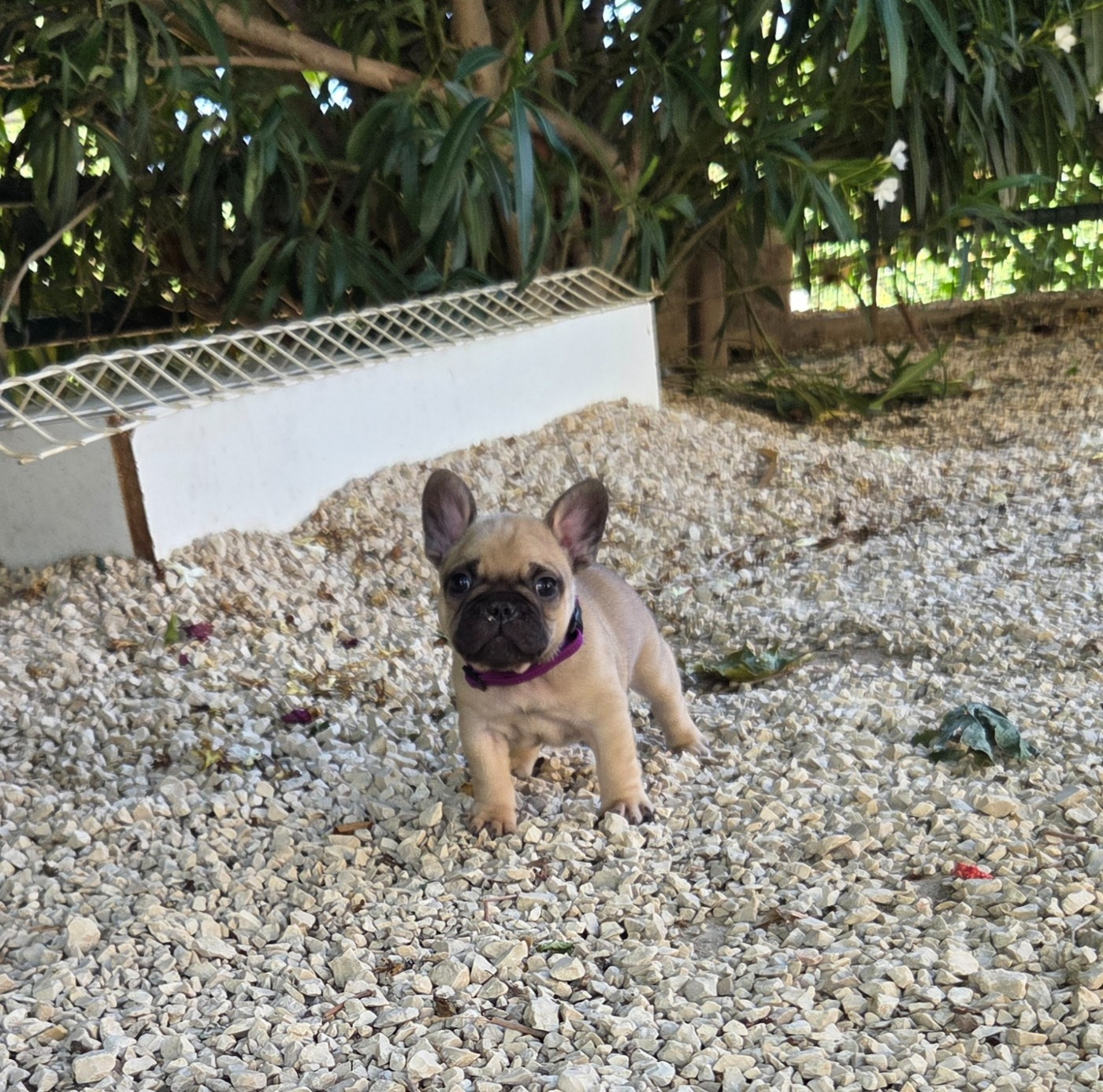 De La Riviere De Sunny - Chiots disponibles - Bouledogue français