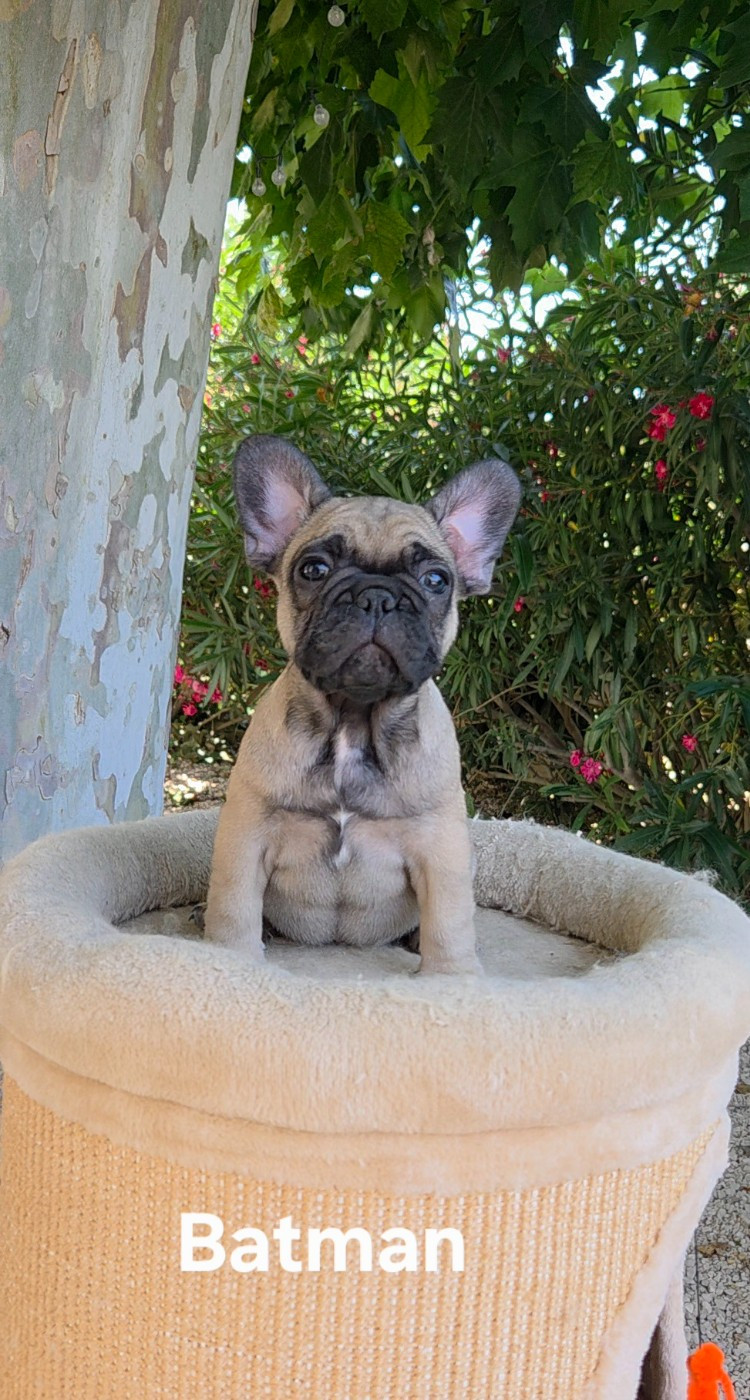 De La Riviere De Sunny - Chiots disponibles - Bouledogue français