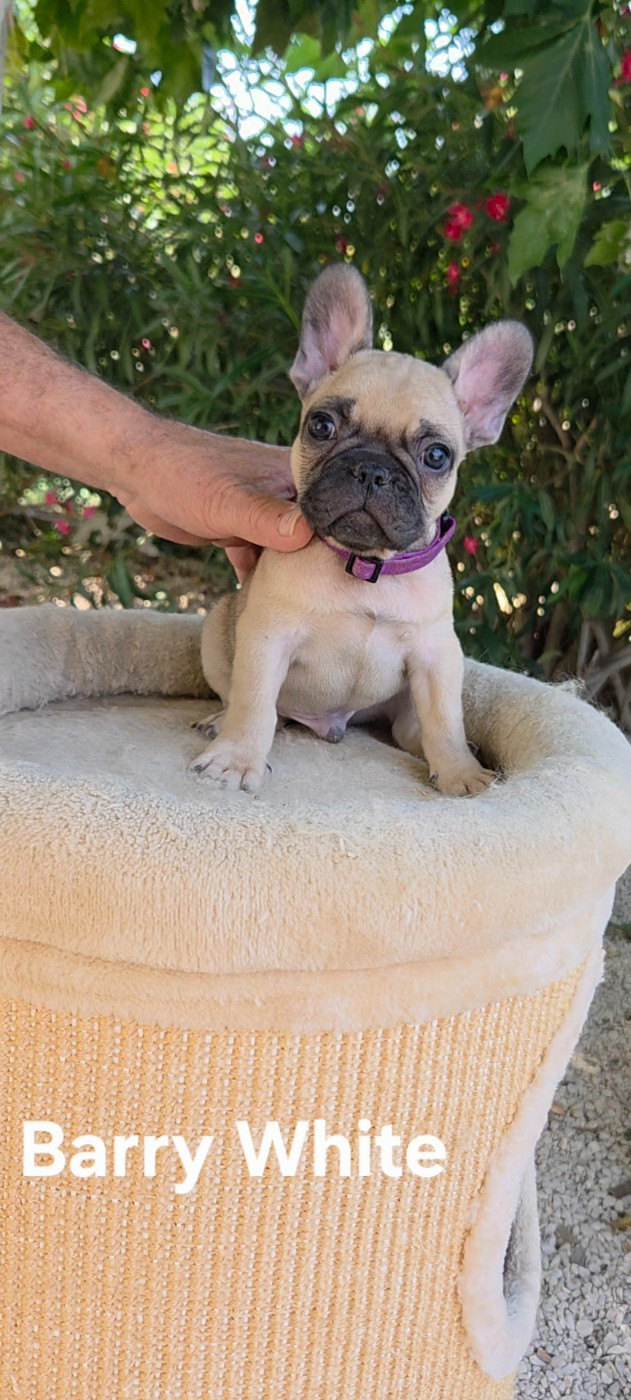 De La Riviere De Sunny - Chiots disponibles - Bouledogue français