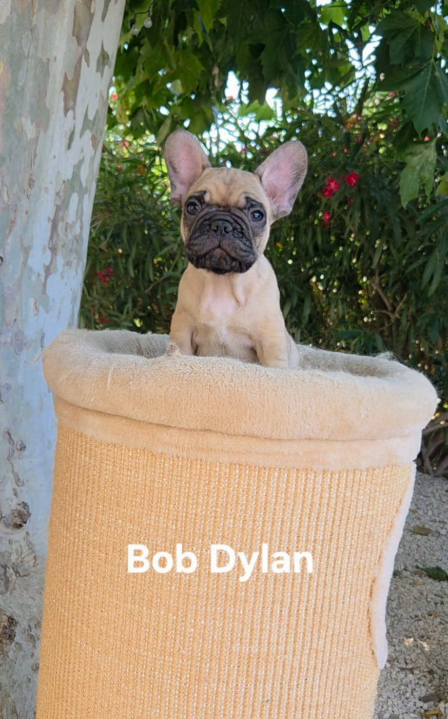 De La Riviere De Sunny - Chiots disponibles - Bouledogue français
