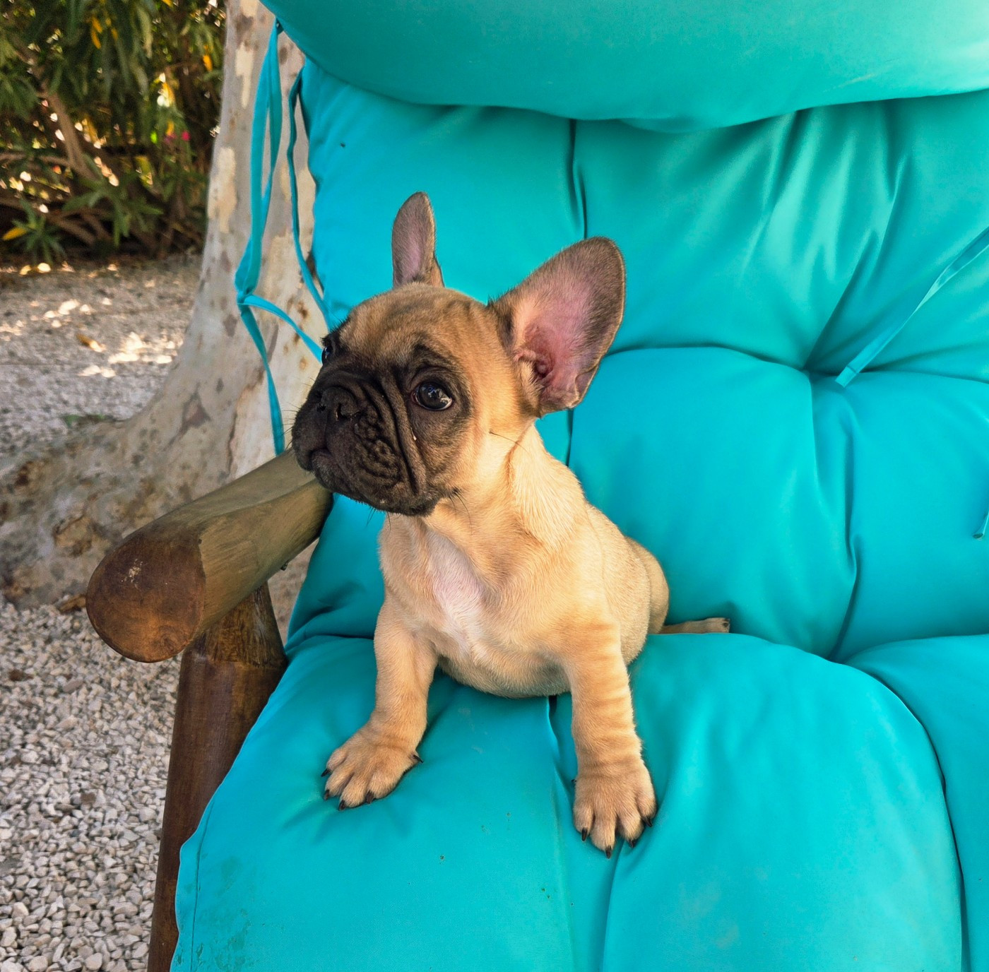 De La Riviere De Sunny - Chiots disponibles - Bouledogue français