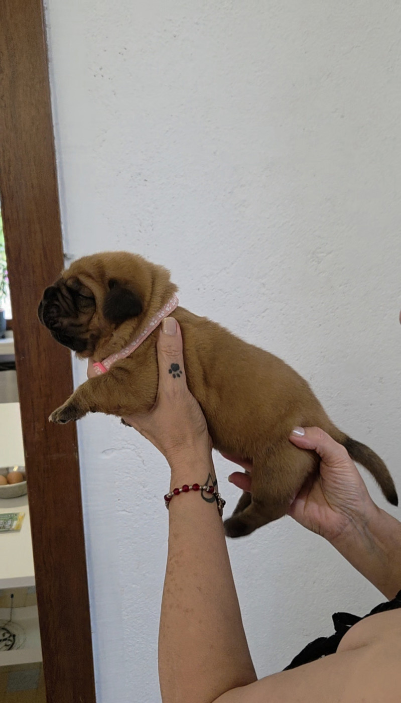 De La Riviere De Sunny - Chiots disponibles - Dogue de Bordeaux