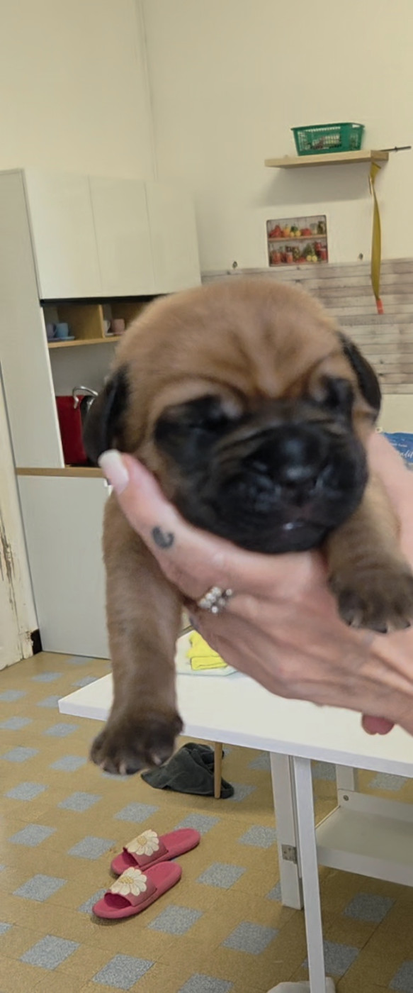 De La Riviere De Sunny - Chiots disponibles - Dogue de Bordeaux
