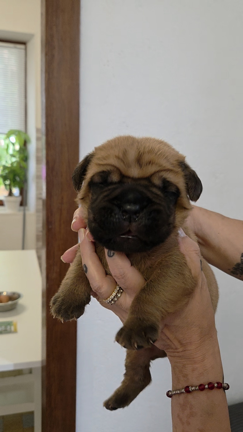 De La Riviere De Sunny - Chiots disponibles - Dogue de Bordeaux