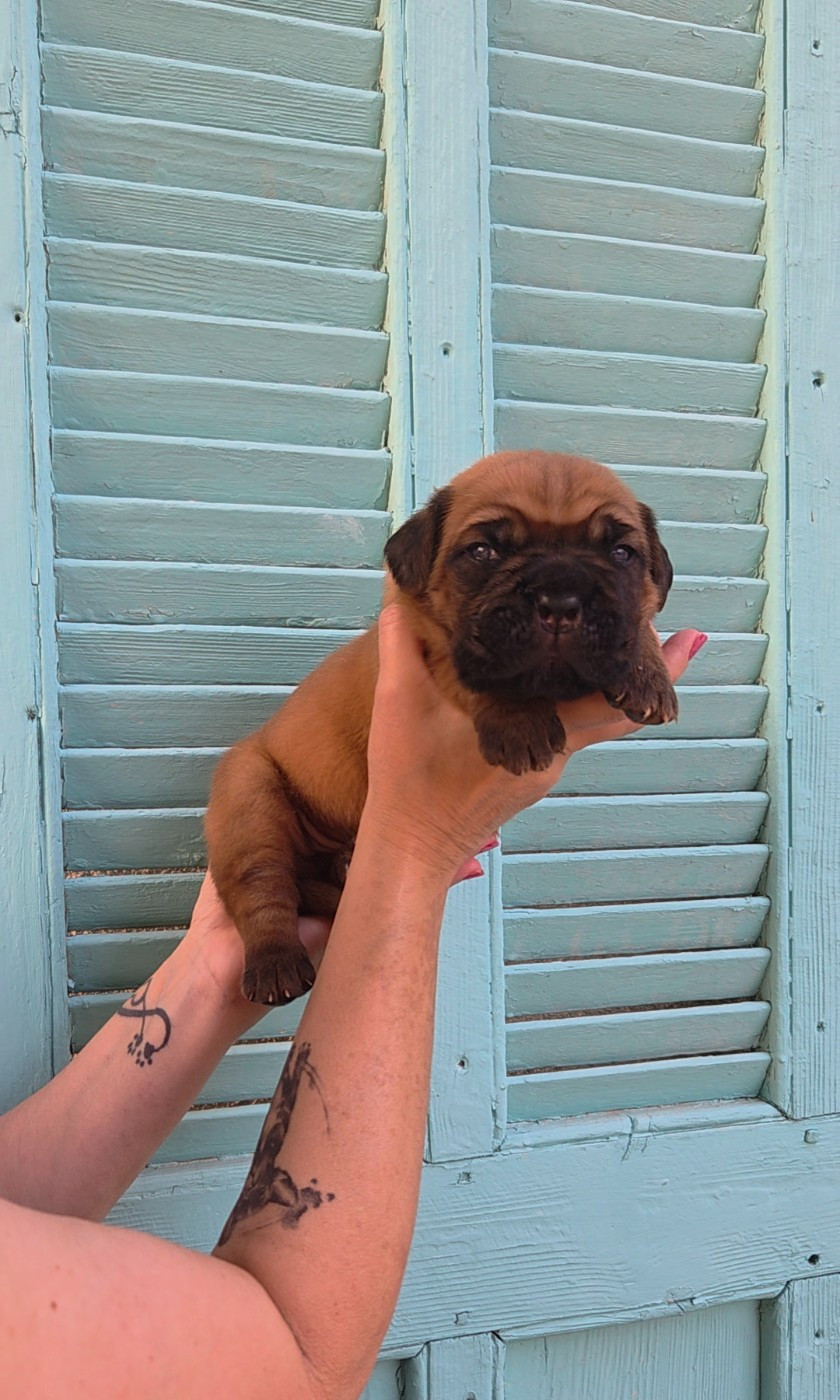 De La Riviere De Sunny - Chiots disponibles - Dogue de Bordeaux