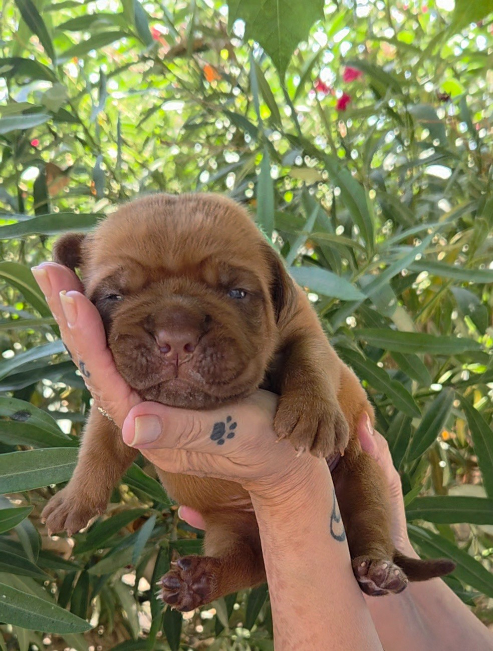 De La Riviere De Sunny - Chiots disponibles - Dogue de Bordeaux