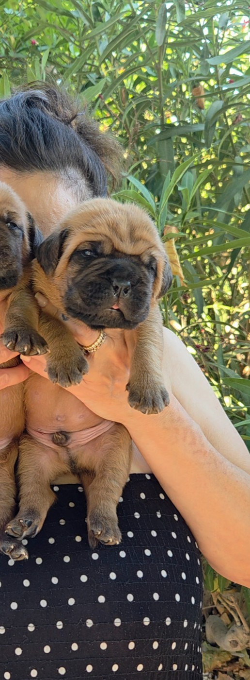 De La Riviere De Sunny - Chiots disponibles - Dogue de Bordeaux