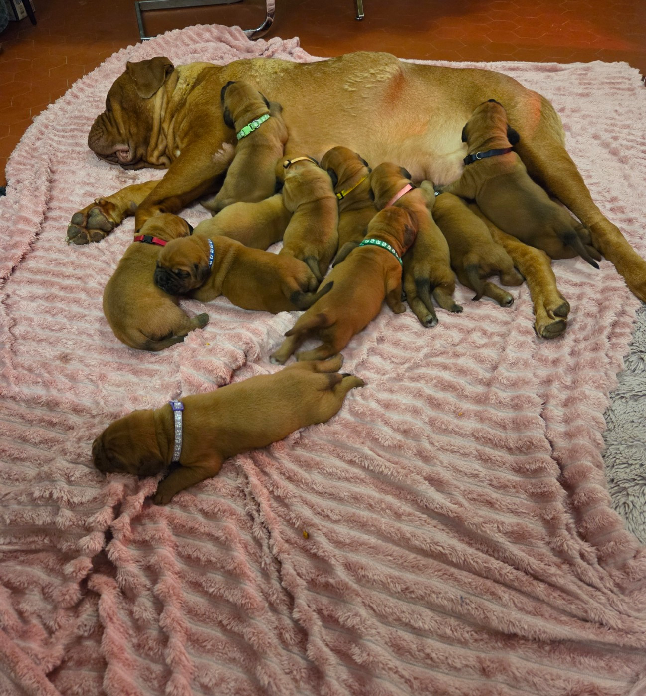 Chiot Dogue de Bordeaux De La Riviere De Sunny