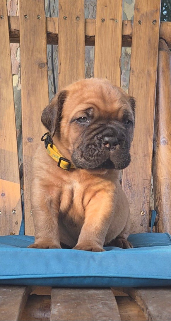De La Riviere De Sunny - Chiots disponibles - Dogue de Bordeaux