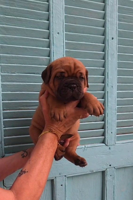 De La Riviere De Sunny - Chiots disponibles - Dogue de Bordeaux