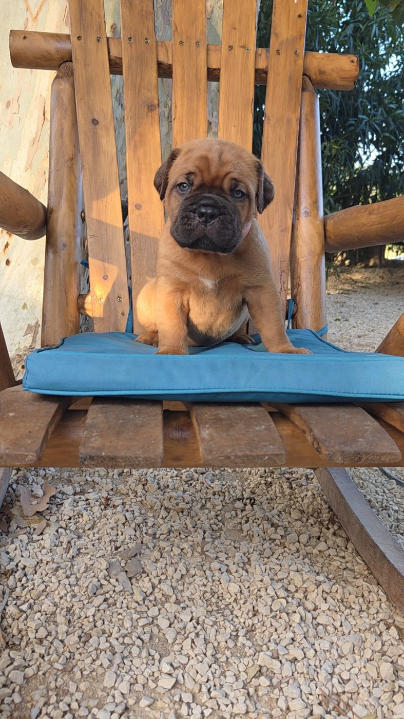 De La Riviere De Sunny - Chiots disponibles - Dogue de Bordeaux
