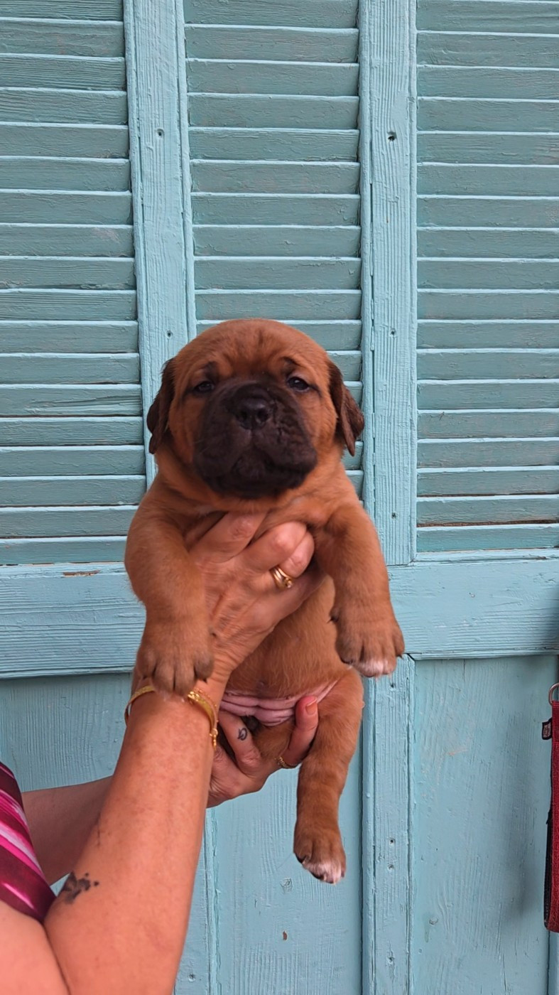 De La Riviere De Sunny - Chiots disponibles - Dogue de Bordeaux