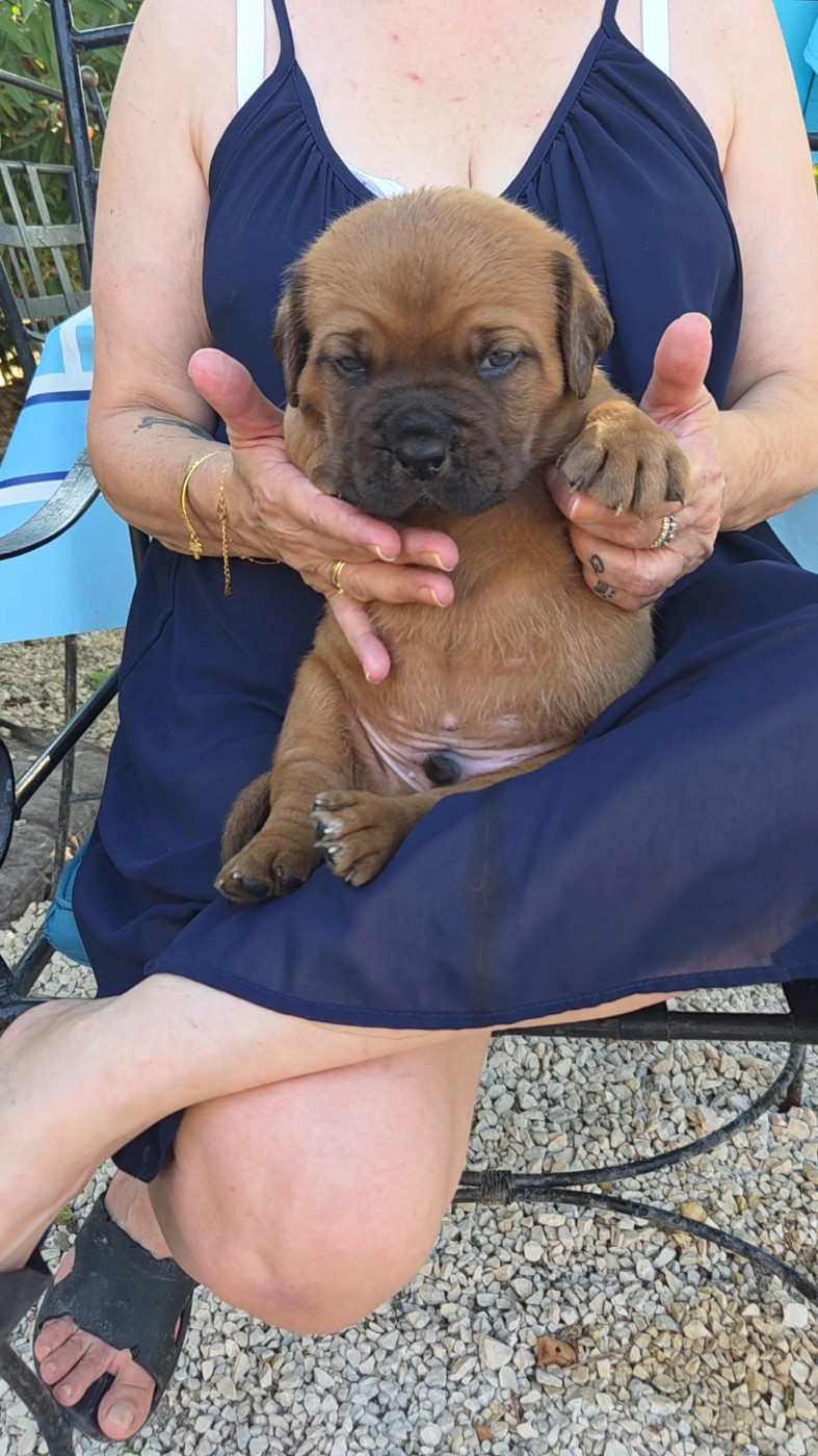 De La Riviere De Sunny - Chiots disponibles - Dogue de Bordeaux