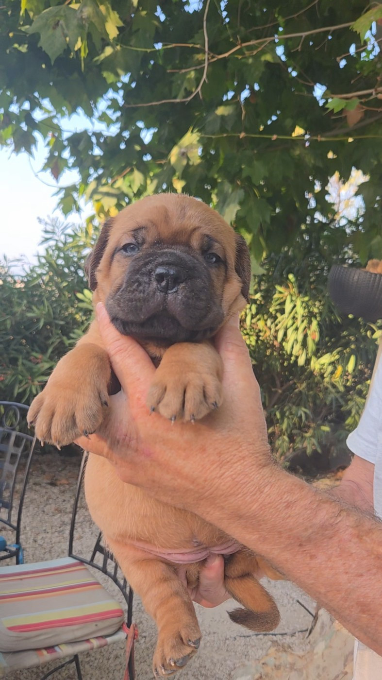 De La Riviere De Sunny - Chiots disponibles - Dogue de Bordeaux