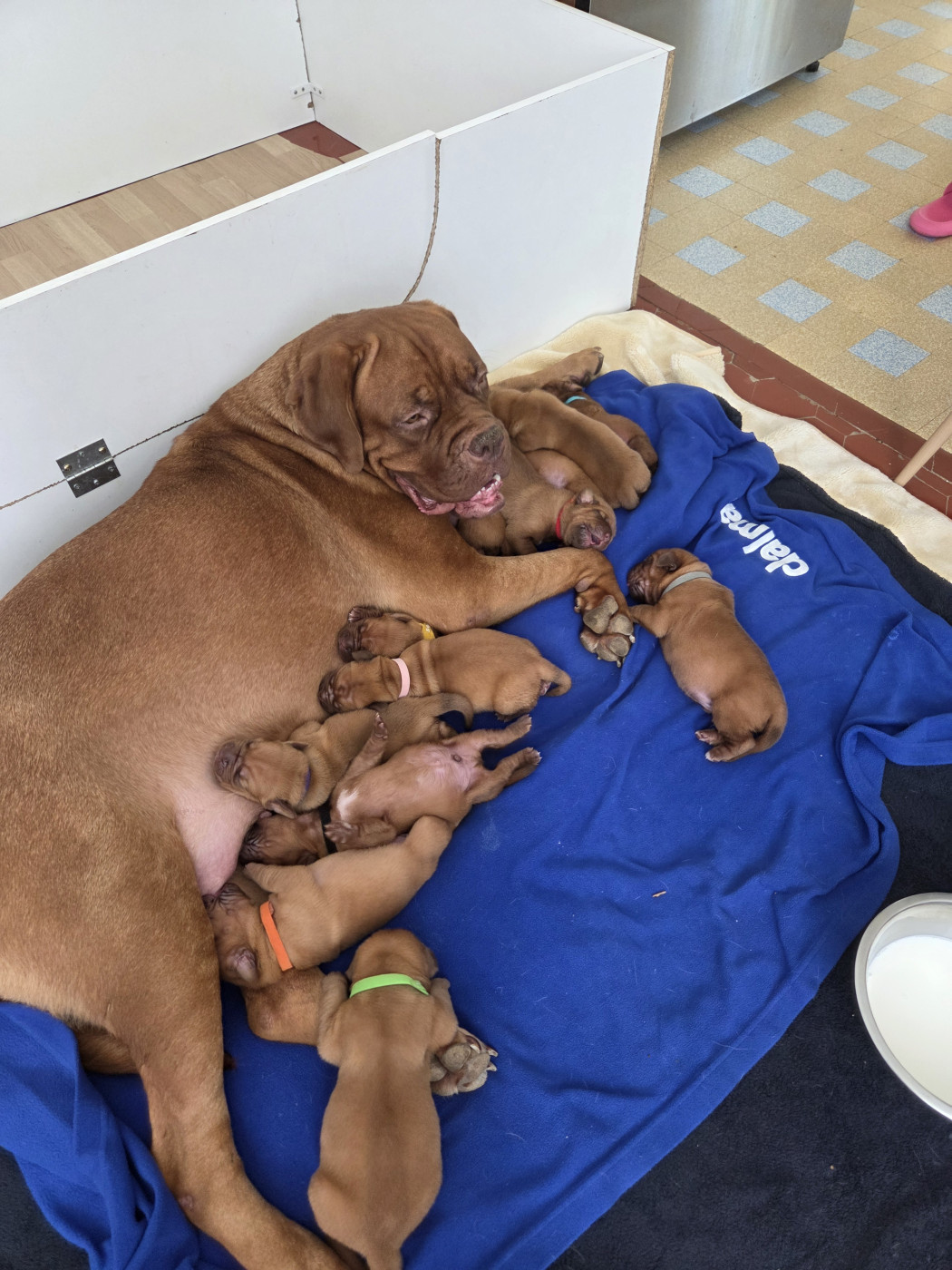 Chiot Dogue de Bordeaux De La Riviere De Sunny