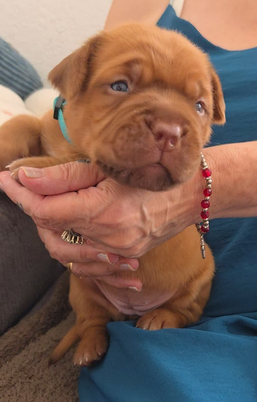 De La Riviere De Sunny - Chiots disponibles - Dogue de Bordeaux