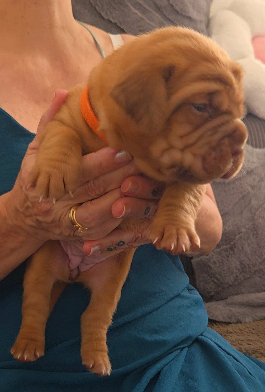 De La Riviere De Sunny - Chiots disponibles - Dogue de Bordeaux